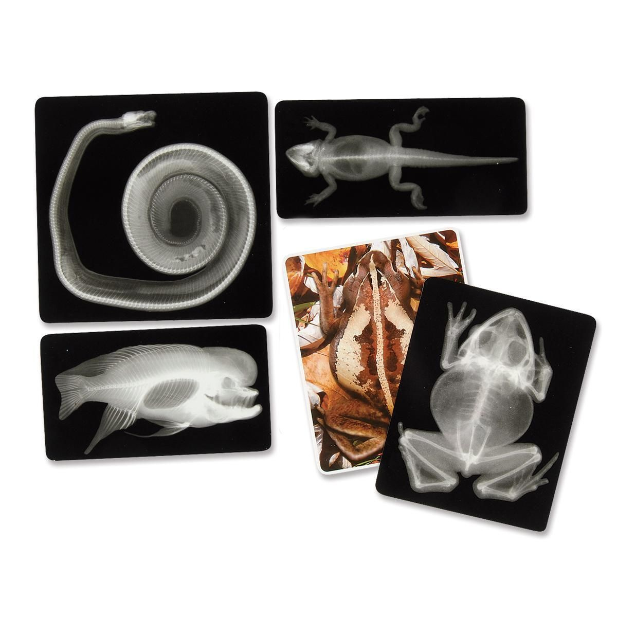 Animal X-Rays - Montessori Services intended for Free Printable Animal X Rays