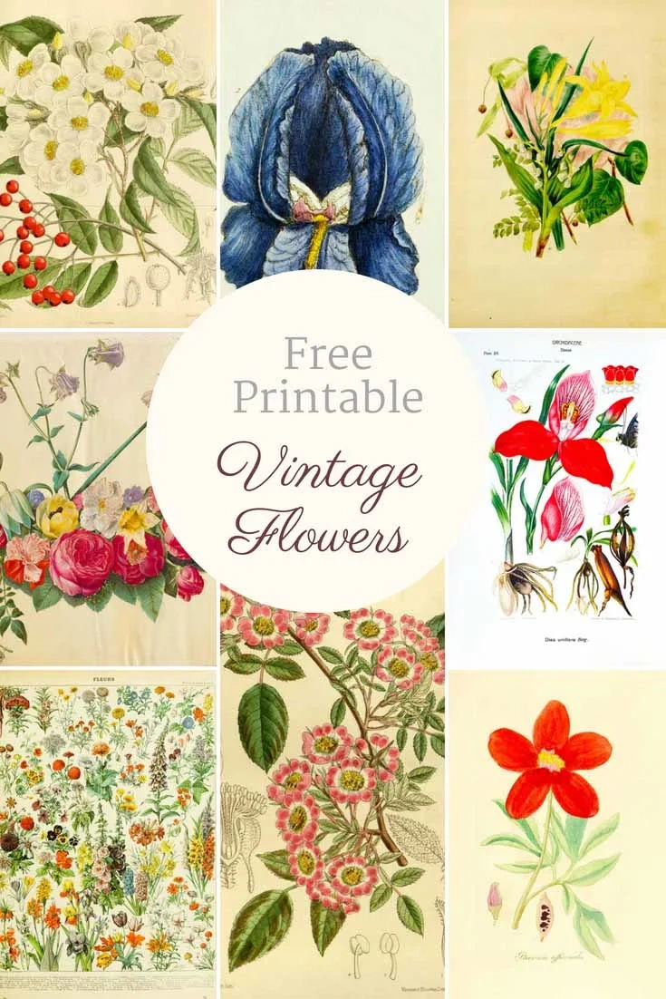 Beautiful Free Vintage Flower Pictures To Download - Picture Box Blue with regard to Free Printable Decoupage Flowers