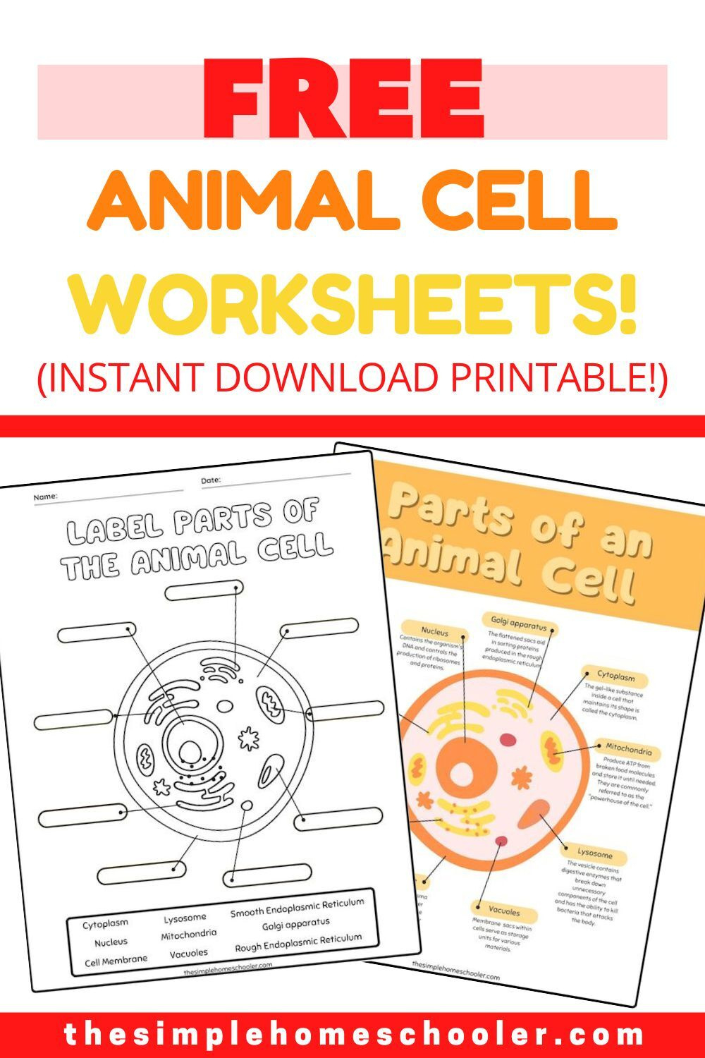Best Free Animal Cell Worksheets: With Answers &amp;amp; Easy Print! - The with Free Printable Cell Worksheets