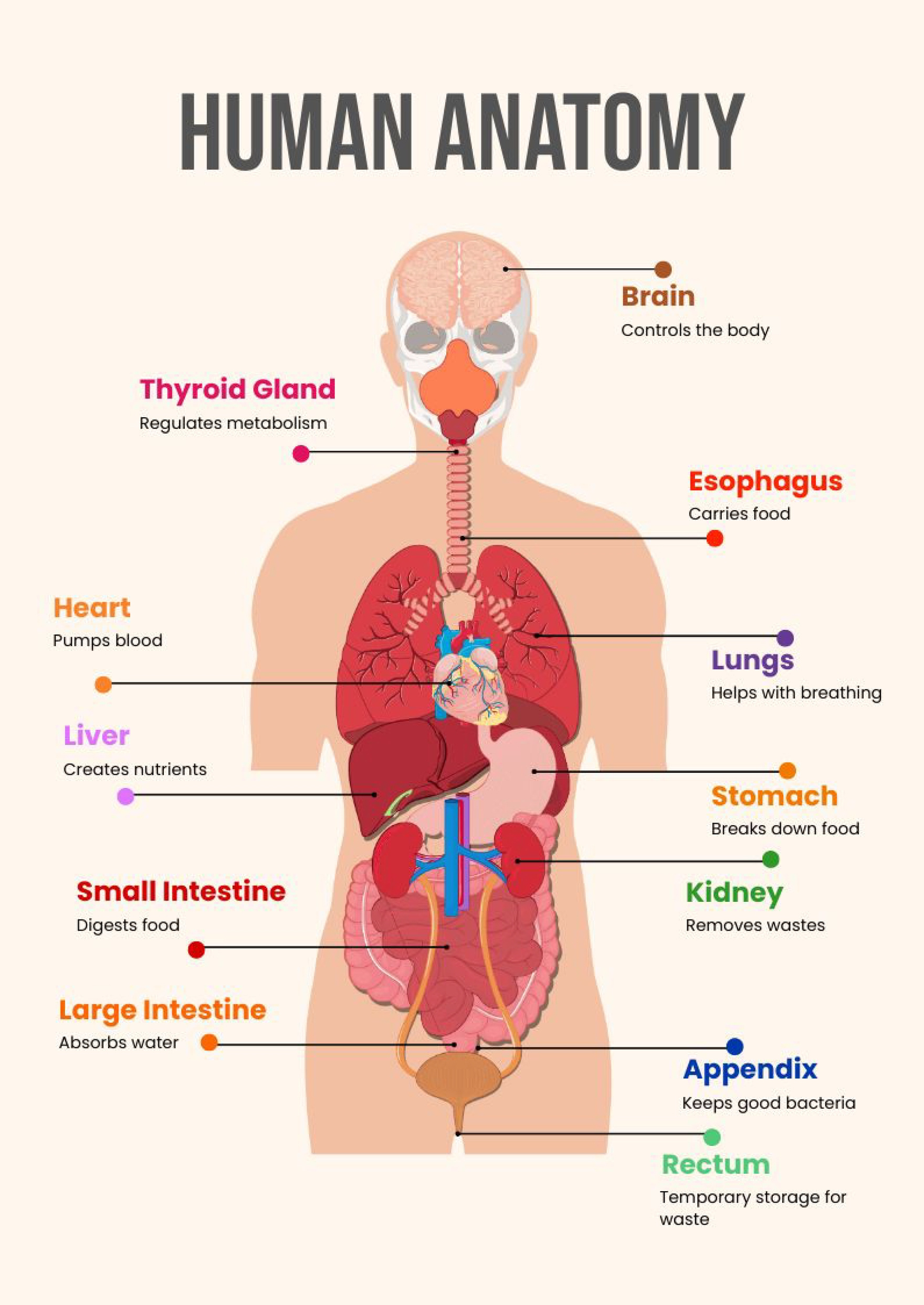 Editable Anatomy Templates In Pdf To Download with Free Printable Anatomy Pictures