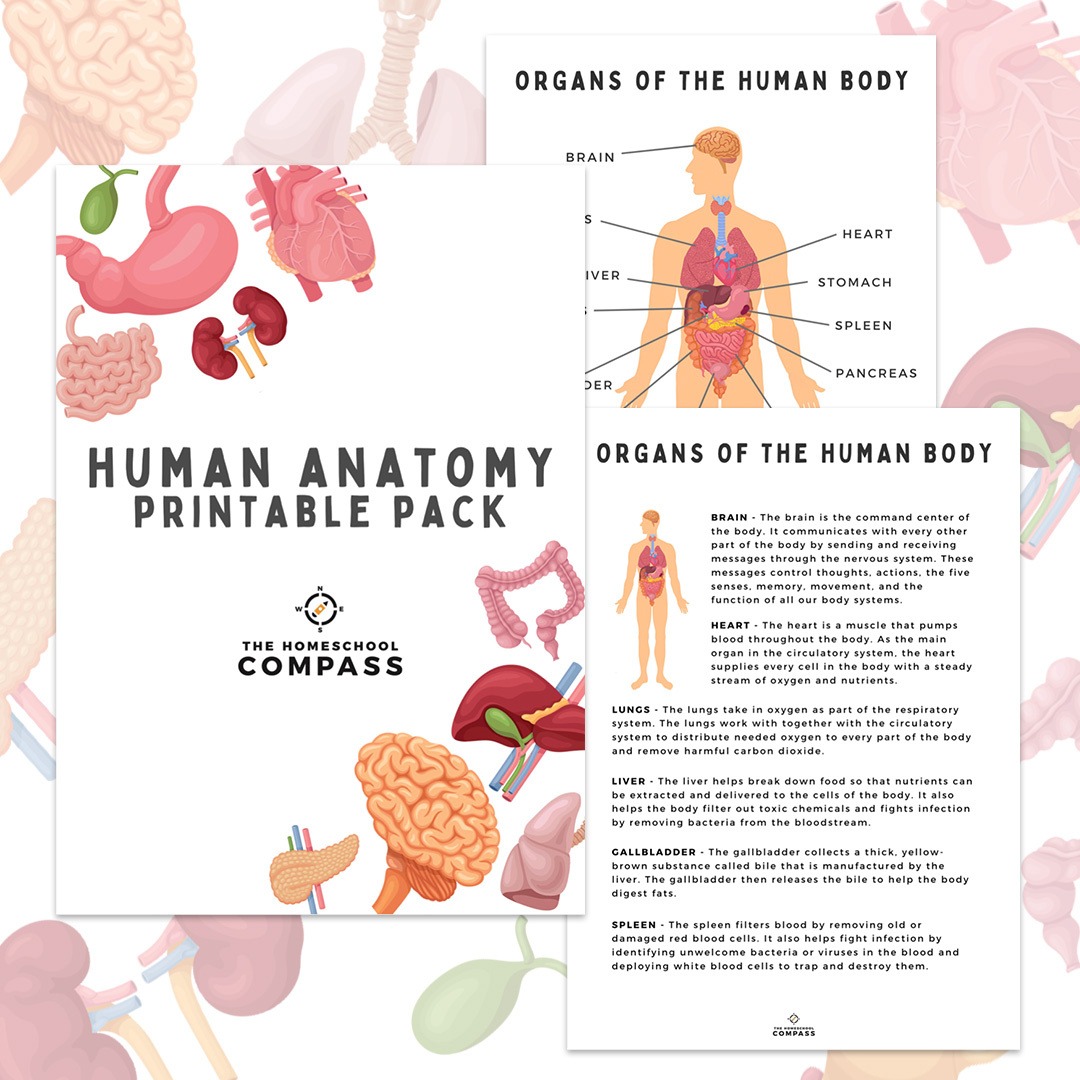 Free Human Anatomy Printable Pack - Homeschool Compass within Free Printable Anatomy Pictures