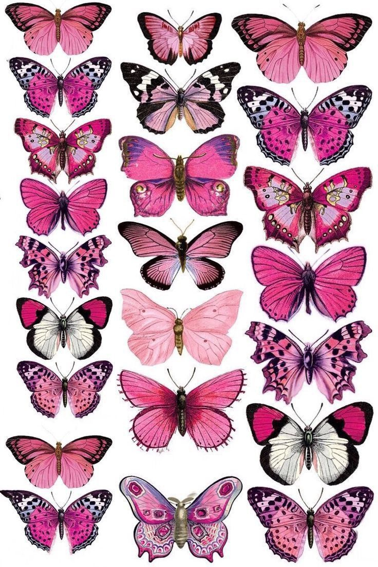 Free Printable Butterflies with regard to Free Printable Butterfly Pictures