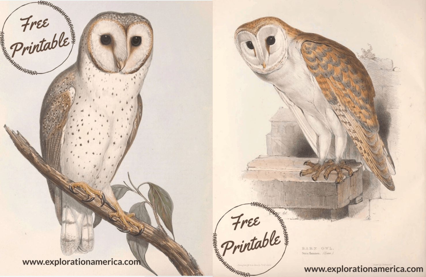 Free Printable Owl Art Posters - Beautiful Vintage Nature Scenes inside Free Owl Printables