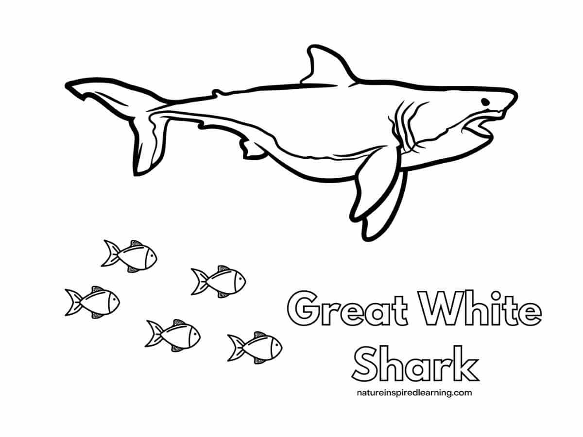 Great White Shark Coloring Pages - Nature Inspired Learning with Free Printable Great White Shark Coloring Pages