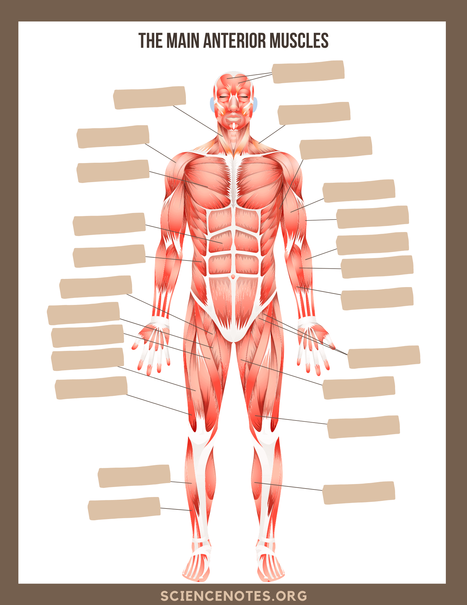 Human Anatomy Worksheets And Study Guides - Worksheets Library with Free Printable Anatomy Pictures