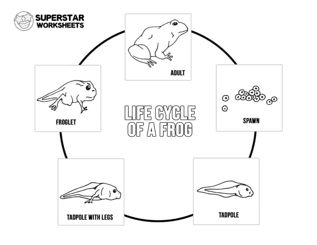 Life Cycle Of A Frog Worksheets - Superstar Worksheets in Life Cycle Of A Frog Free Printable Book