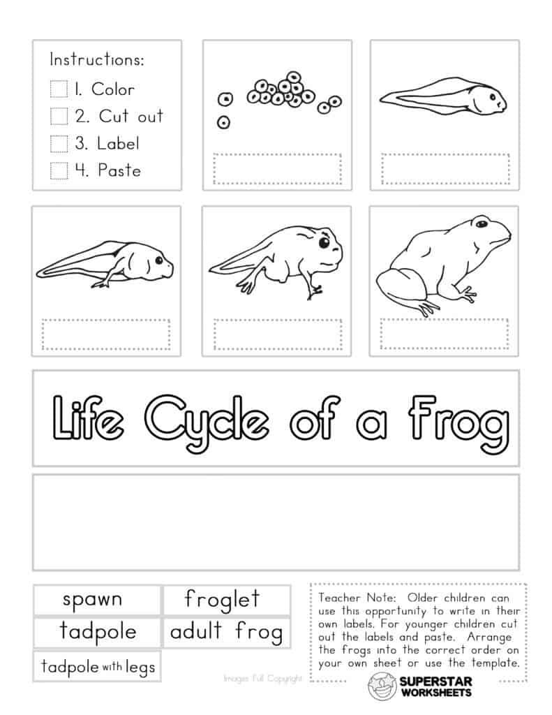 Life Cycle Of A Frog Worksheets - Superstar Worksheets inside Life Cycle Of A Frog Free Printable Book