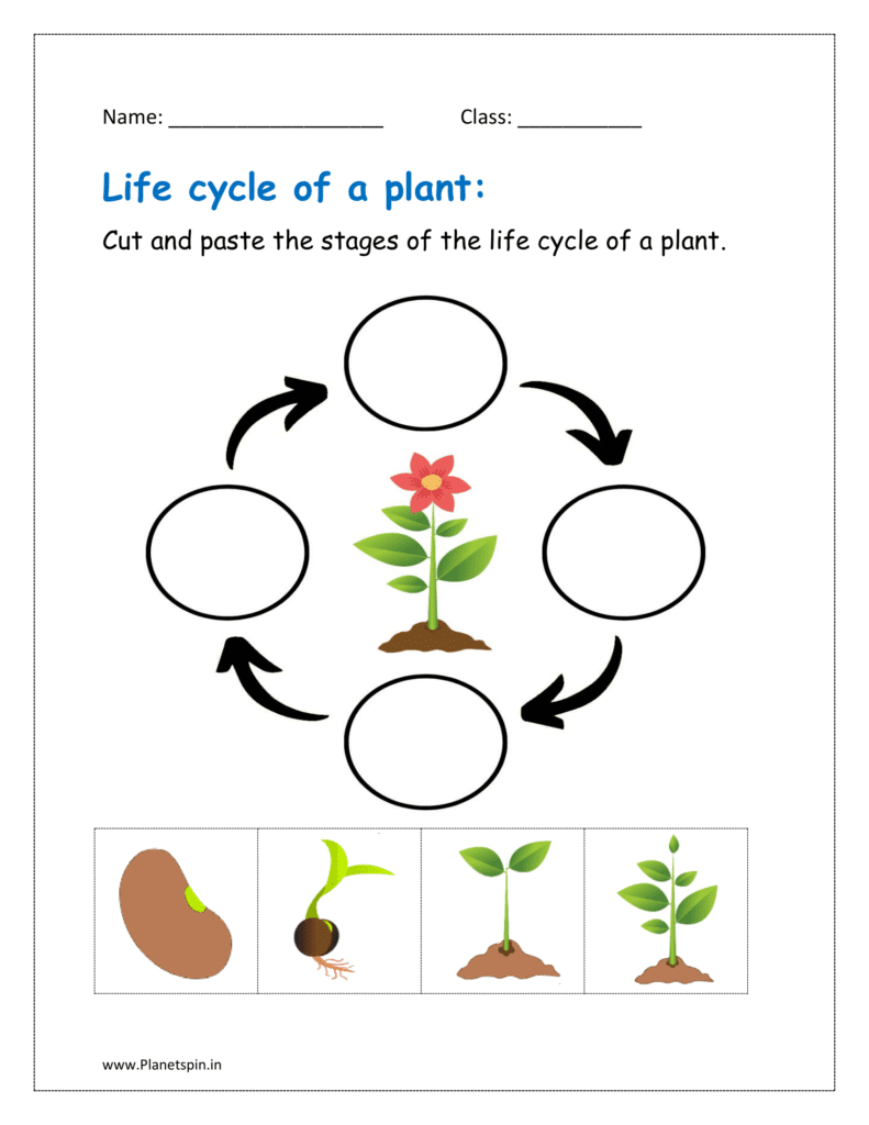 Life Cycle Of A Plant Worksheet For Kindergarten | Planetspin.in with regard to Free Plant Life Cycle Worksheet Printables