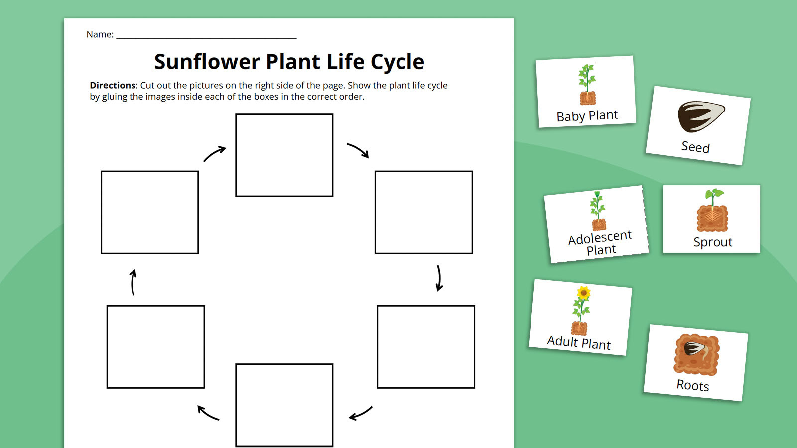 Plant Life Cycle Worksheet Bundle (Free Printables) in Free Plant Life Cycle Worksheet Printables