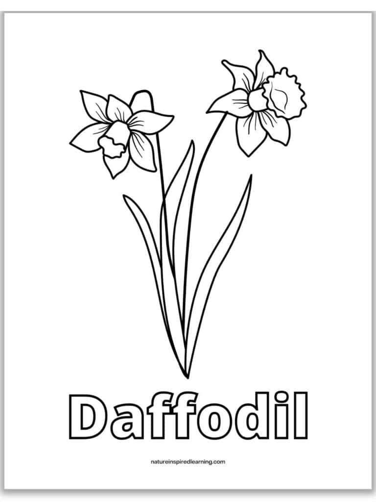 Realistic Daffodil Coloring Pages - Nature Inspired Learning inside Free Printable Pictures Of Daffodils