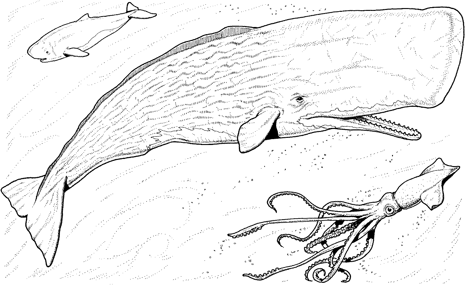 Whale Coloring Pages regarding Free Printable Whale Coloring Pages